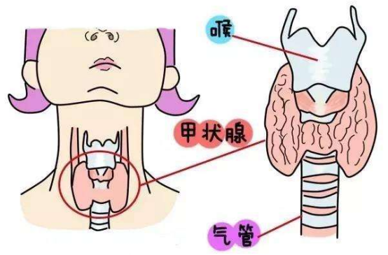 甲状腺人体的“发动机”如何自查甲状腺是否安好？