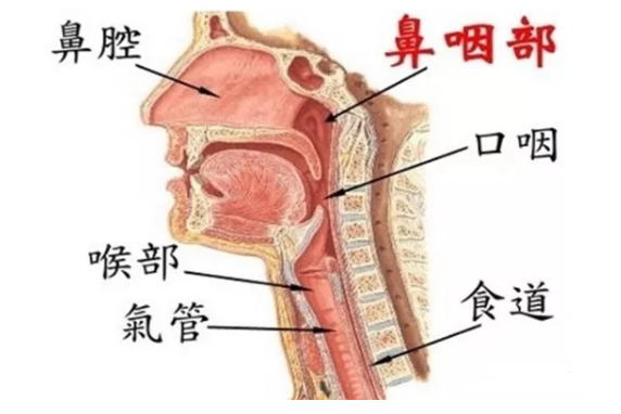 鼻咽癌