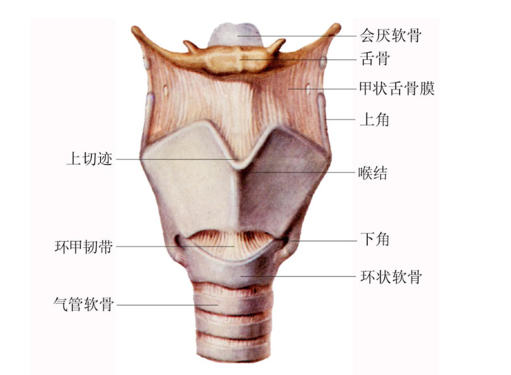 喉软骨