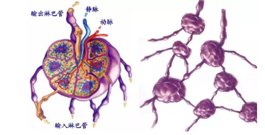 淋巴