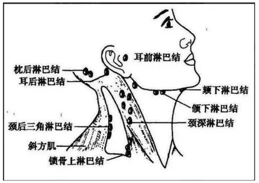 淋巴分布